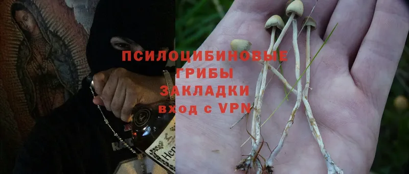 купить   Иннополис  Псилоцибиновые грибы Psilocybine cubensis 